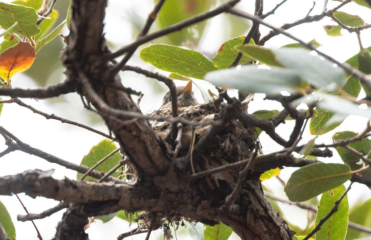 Pine Flycatcher - ML608597247