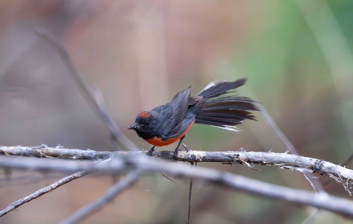 Slate-throated Redstart - ML608597263