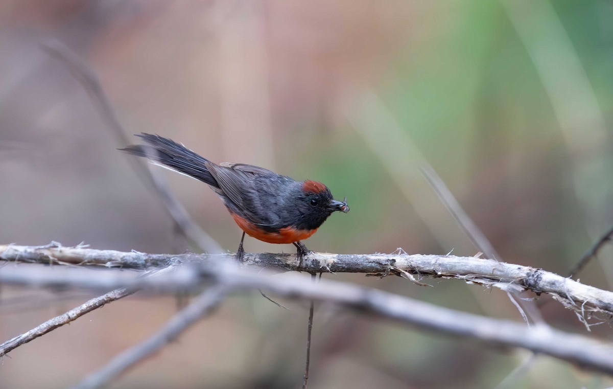 Slate-throated Redstart - ML608597264