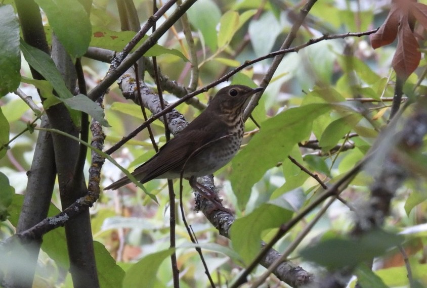 Swainson's Thrush - Patti Northam