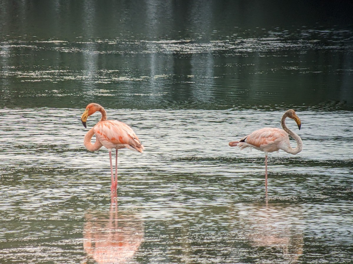 Amerika Flamingosu - ML608597327