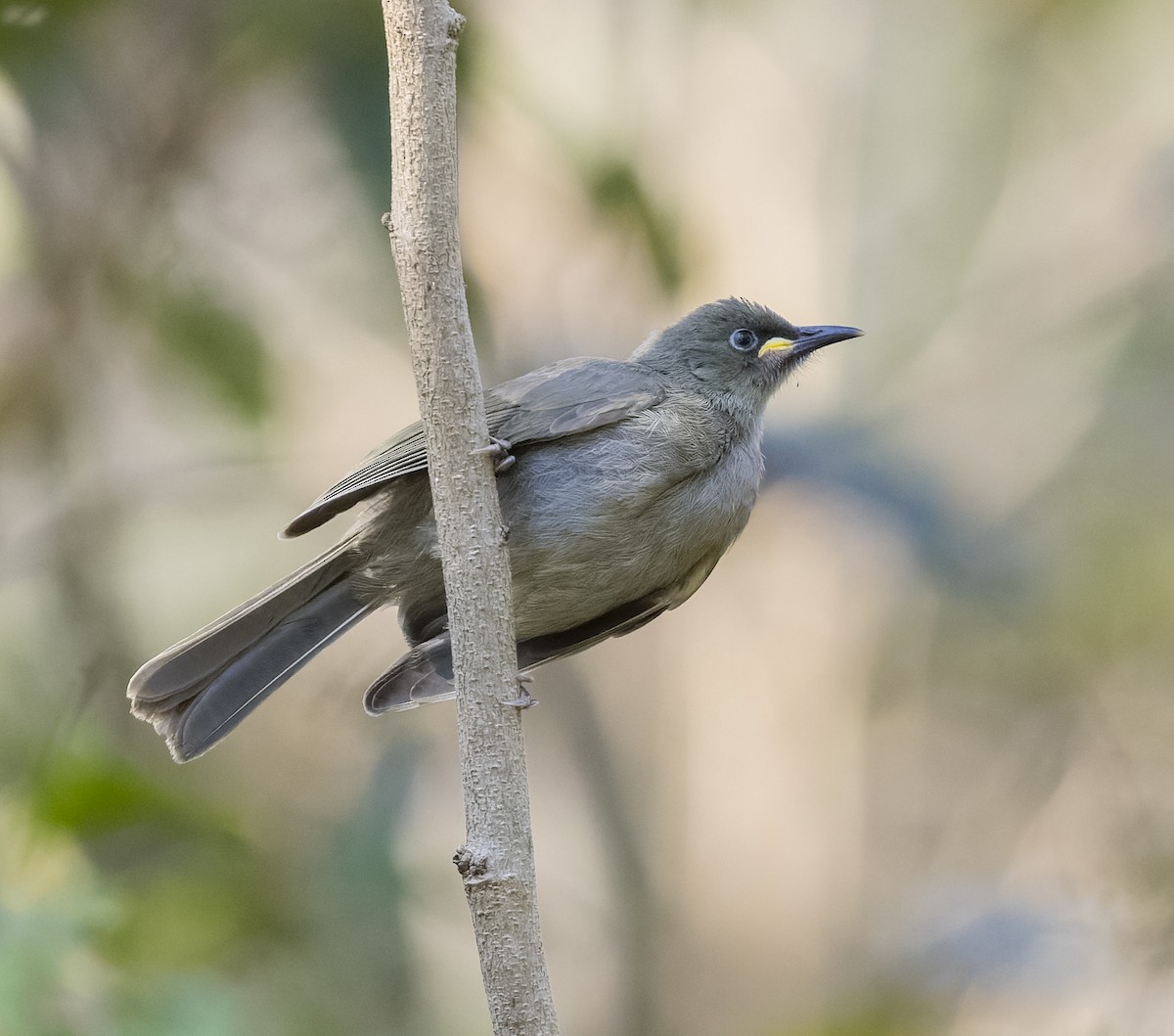 White-gaped Honeyeater - ML608597427