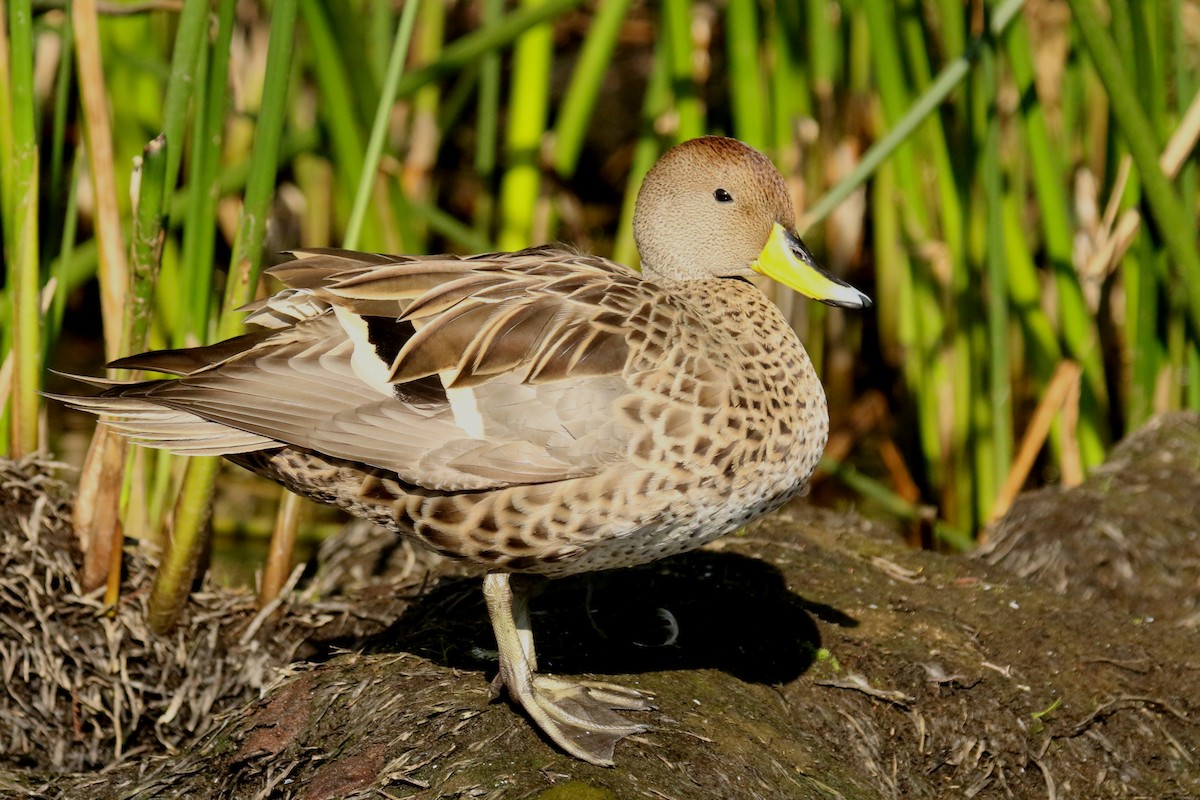 Yellow-billed Pintail - ML608597475