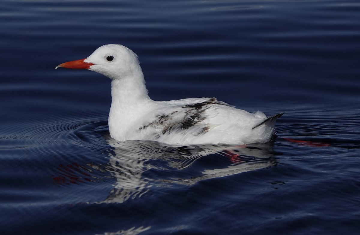 Pigeon Guillemot - ML608597523