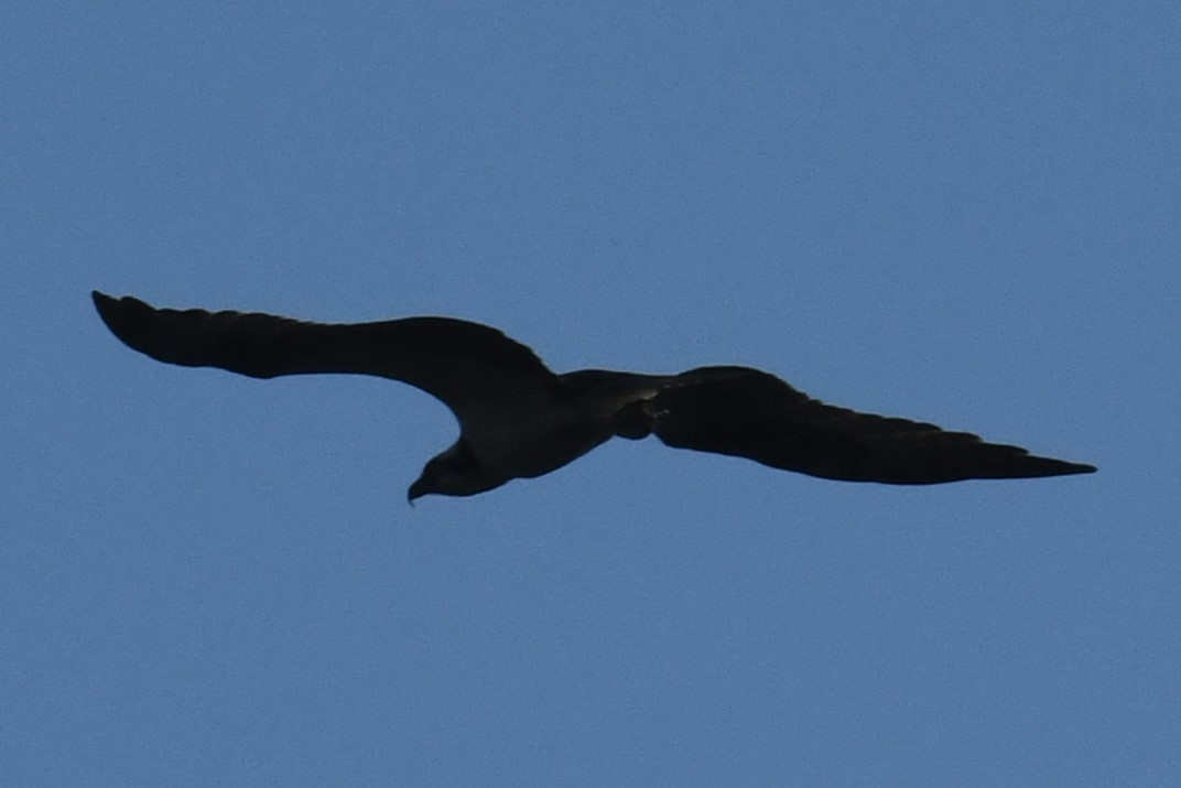 Águila Pescadora - ML608597563