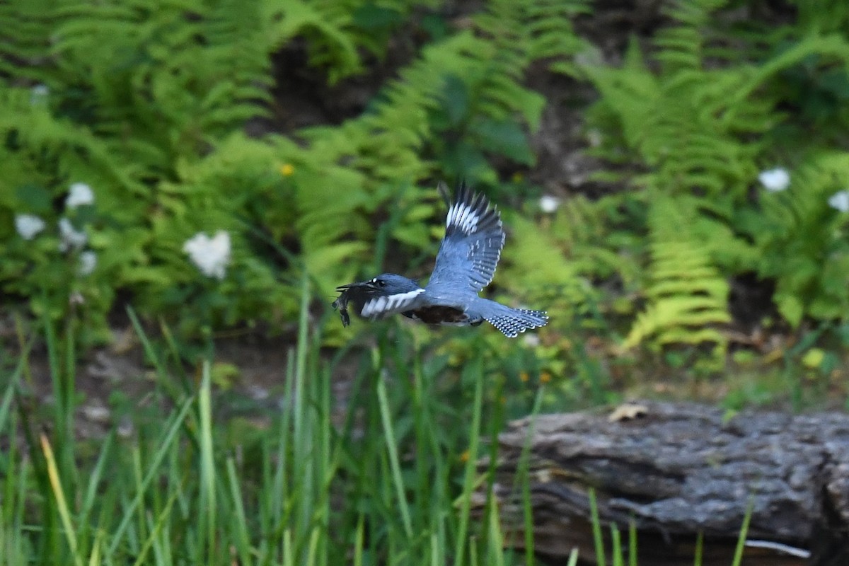 Belted Kingfisher - ML608597575