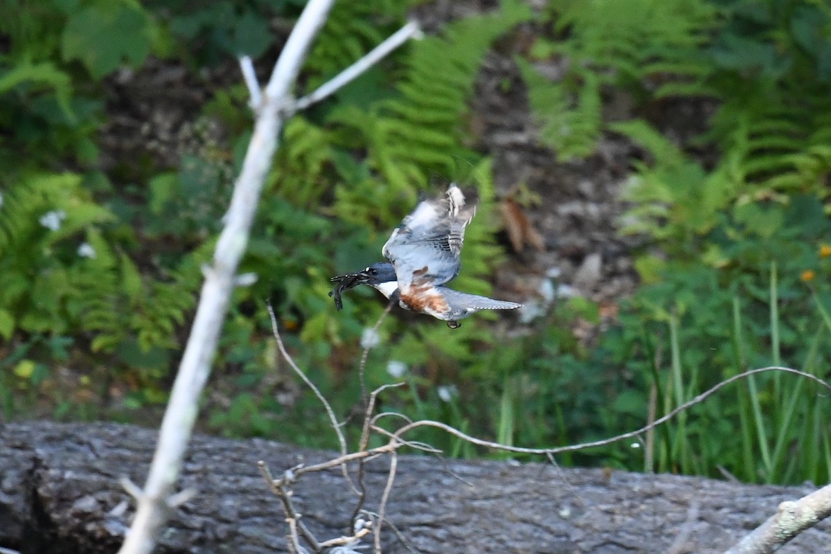 Belted Kingfisher - Joseph Sefter