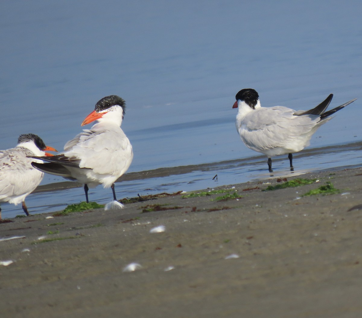 Caspian Tern - ML608597655