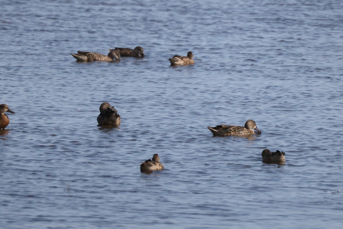 Blue-winged Teal - Karen Willes