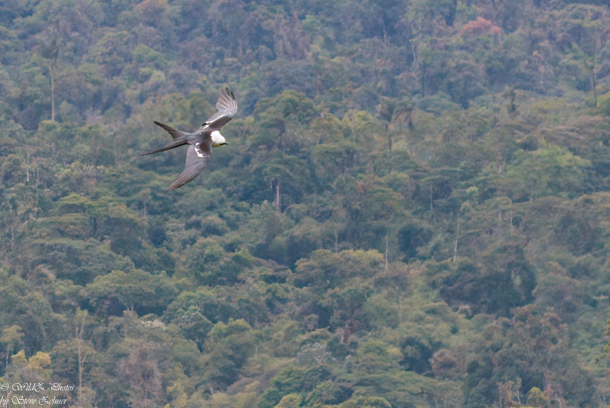 Swallow-tailed Kite - Steve Zehner