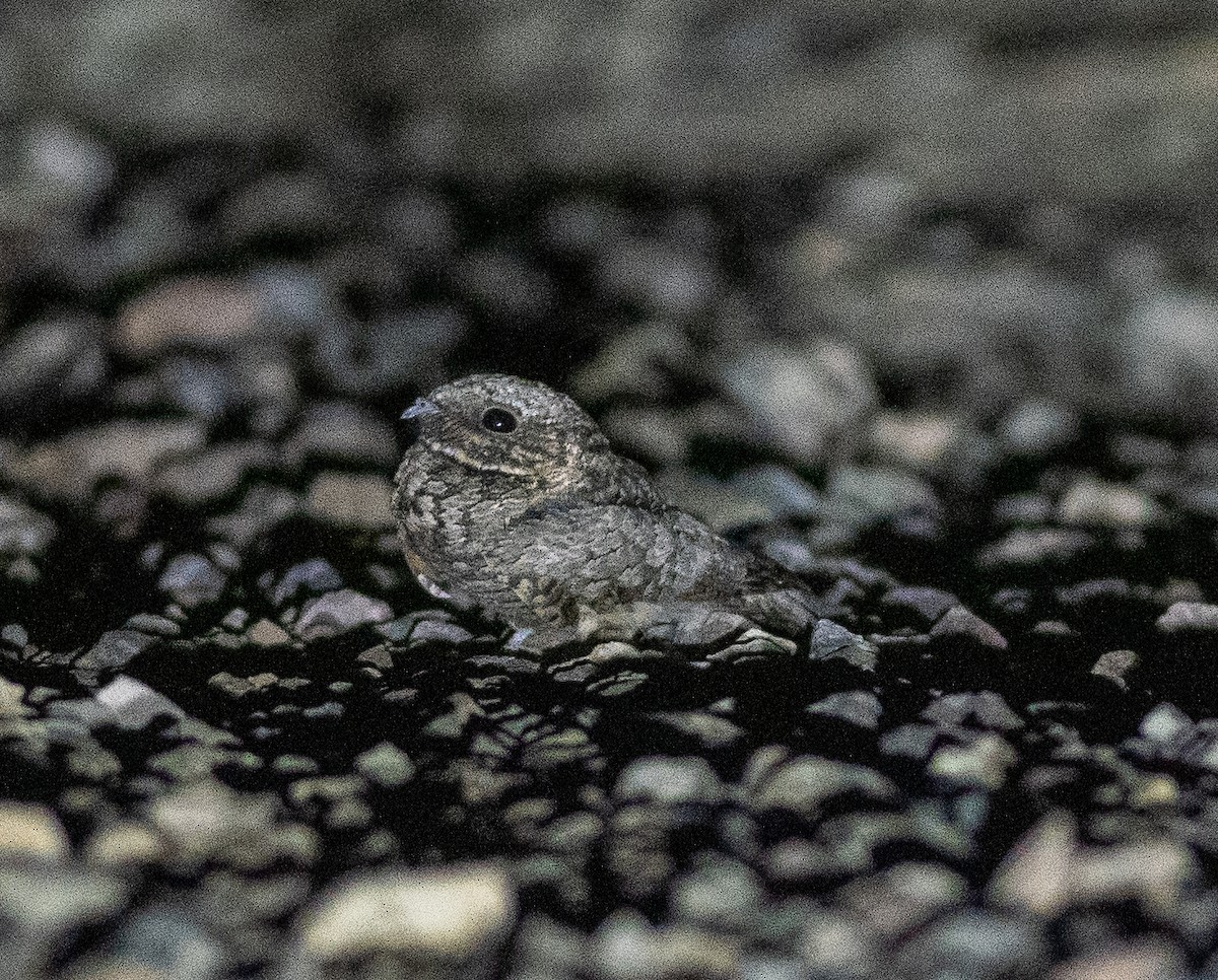 Common Poorwill - ML608598126