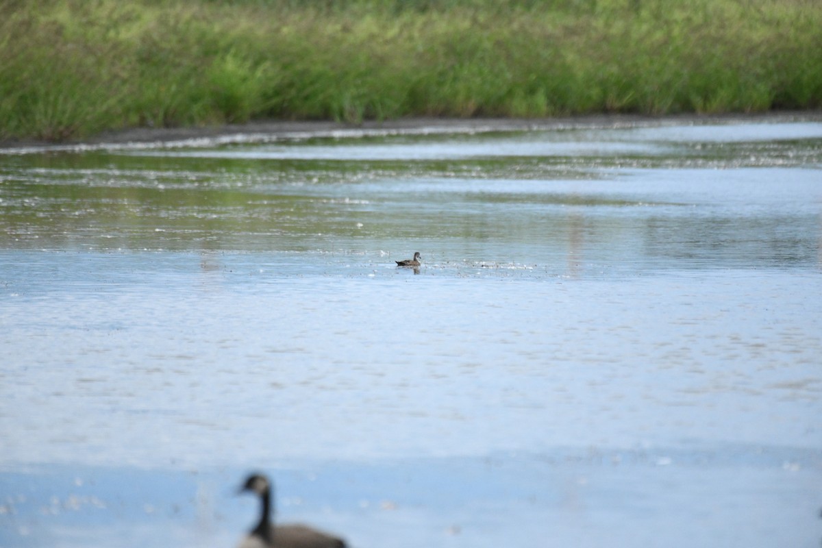 Canard branchu - ML608598139