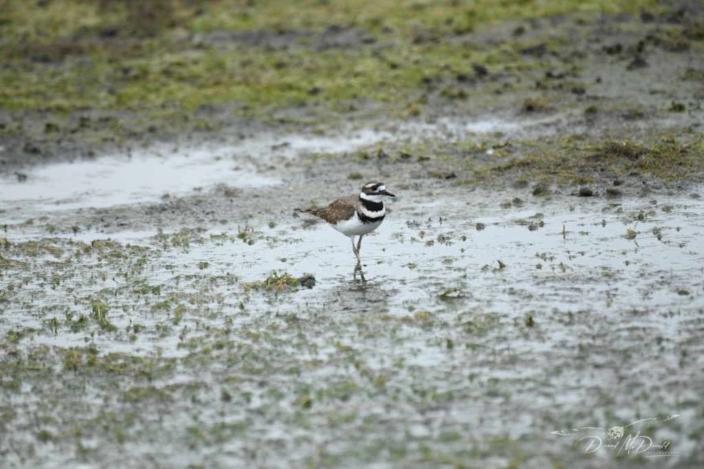 Killdeer - ML608598152