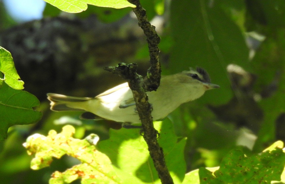 Vireo occhirossi - ML608598214