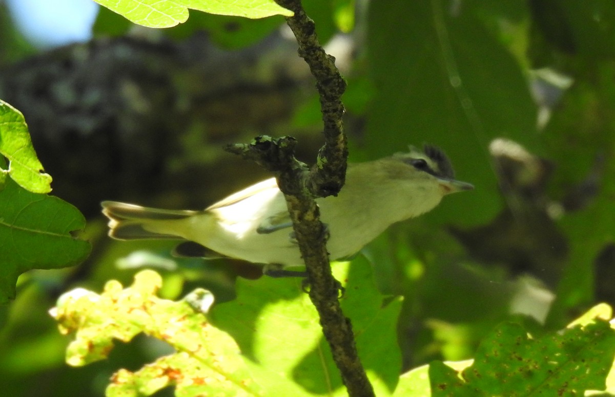 Red-eyed Vireo - ML608598214