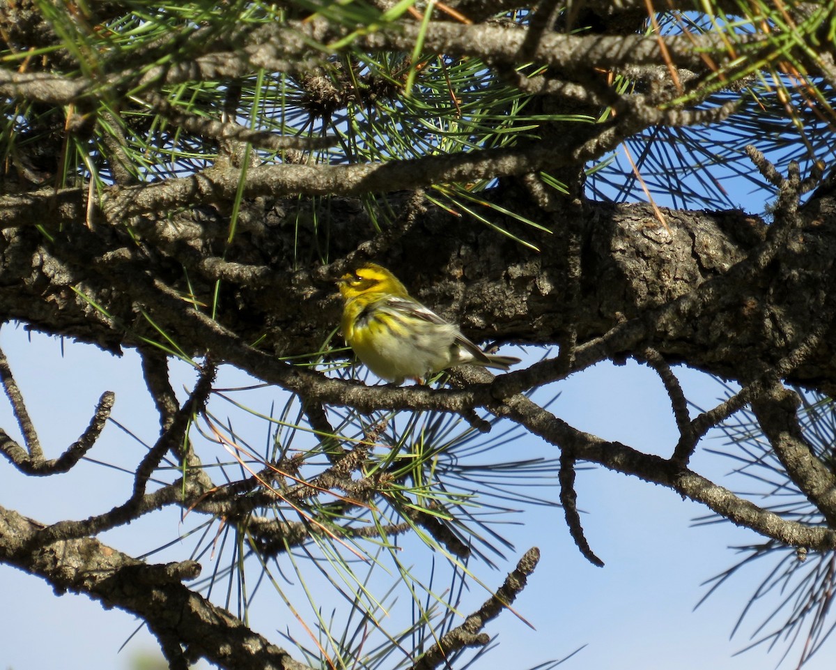 Townsend's Warbler - Al Zerbe