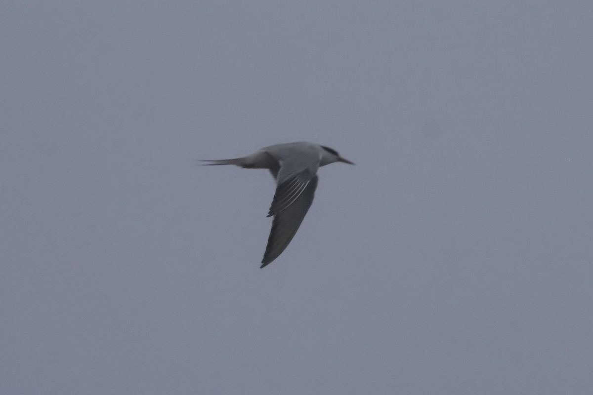 Common Tern - ML608598231