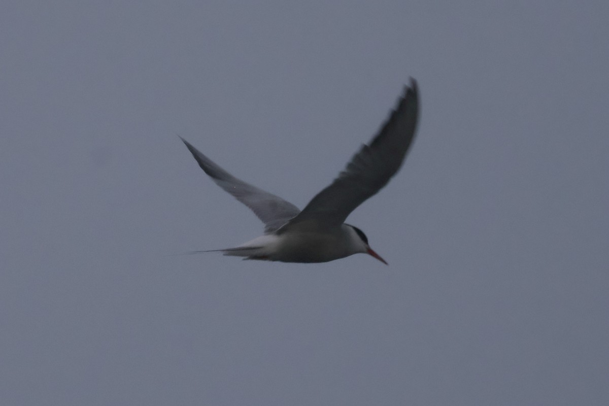 Common Tern - ML608598233
