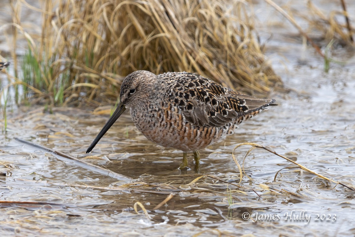 Long-billed Dowitcher - ML608598246