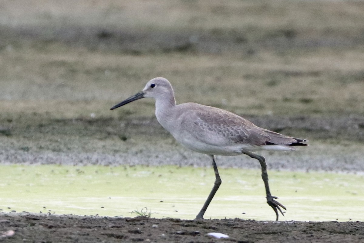 Willet (Western) - ML608598256