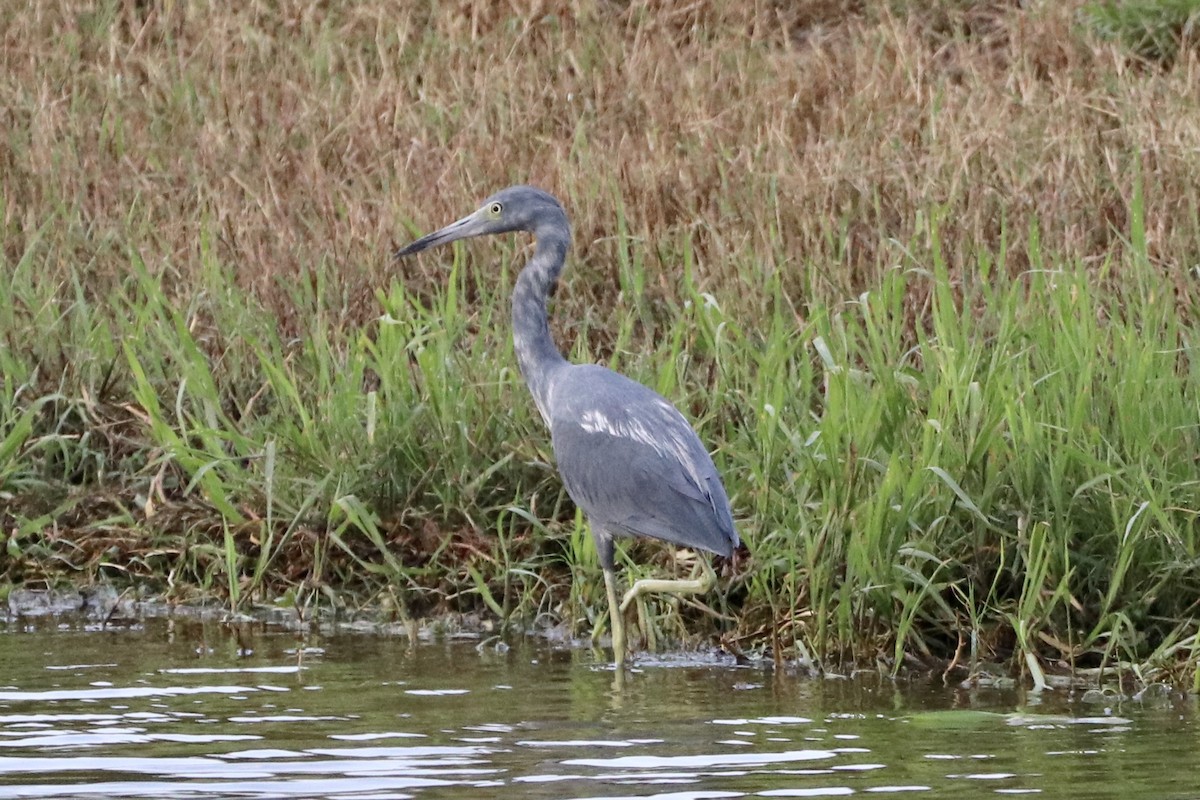 Little Blue Heron - ML608598259