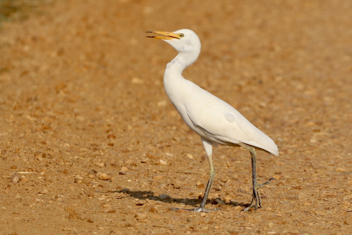 Western Cattle Egret - ML608598261