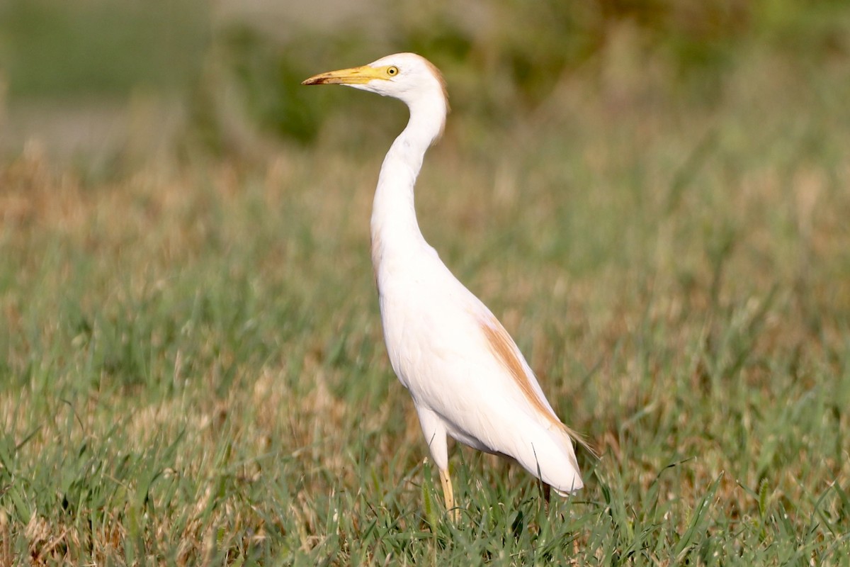 Western Cattle Egret - ML608598262