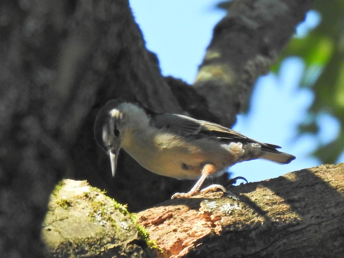 White-breasted Nuthatch - ML608598290