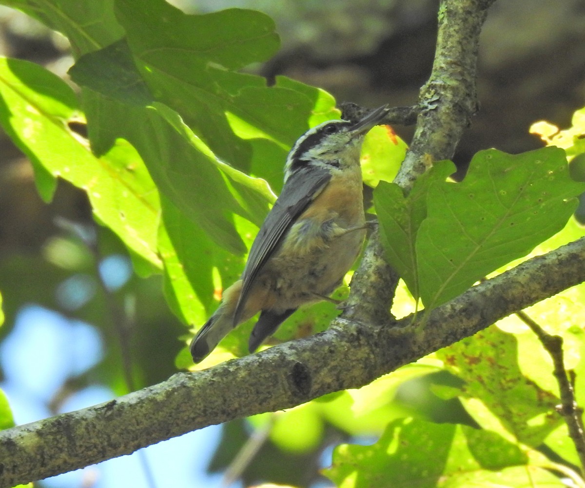 Red-breasted Nuthatch - ML608598302