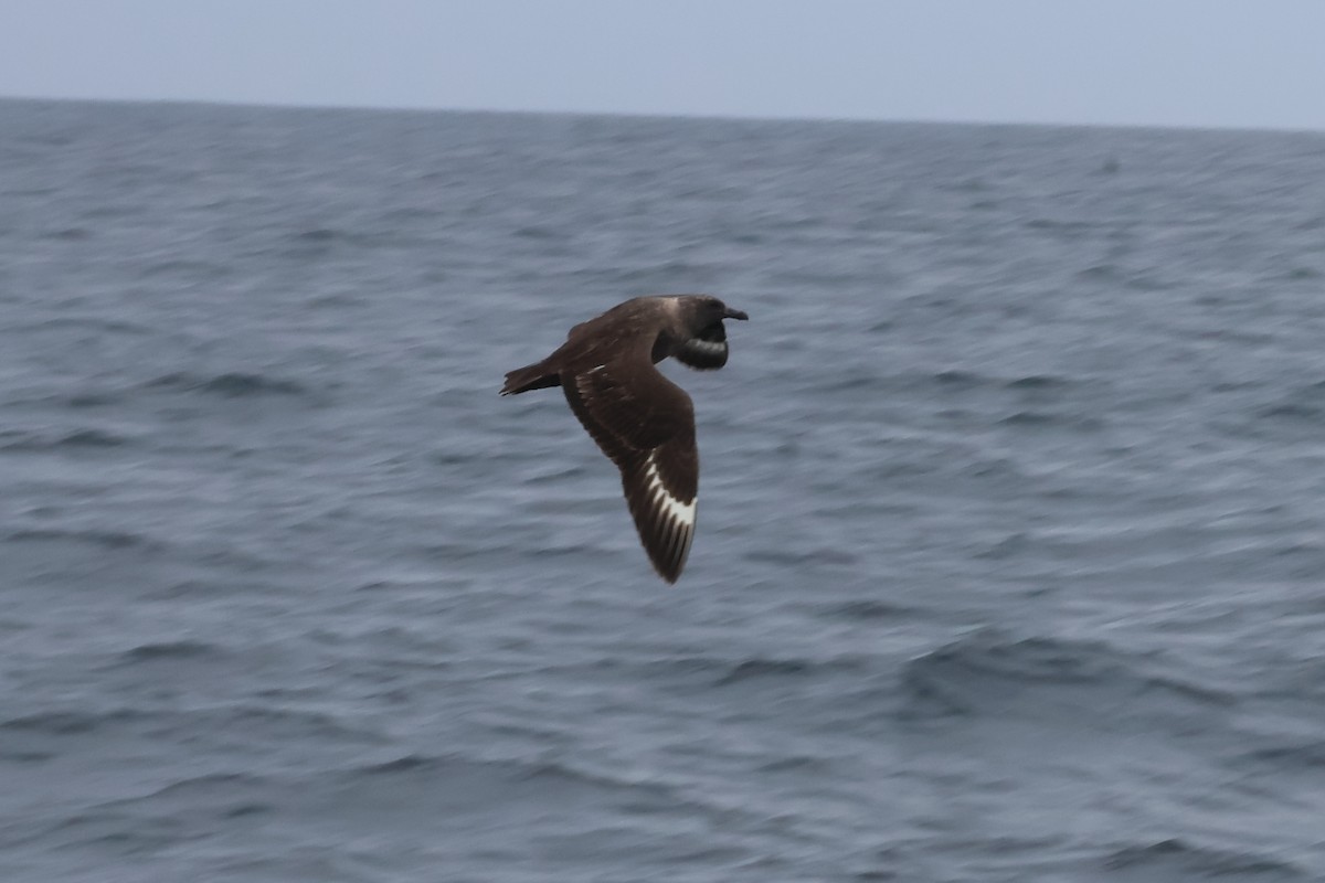 South Polar Skua - ML608598313