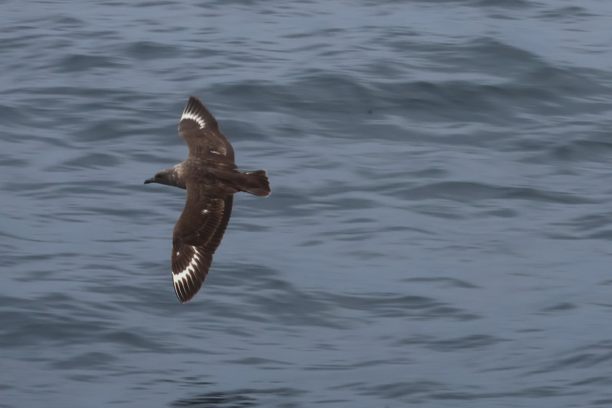 South Polar Skua - ML608598324