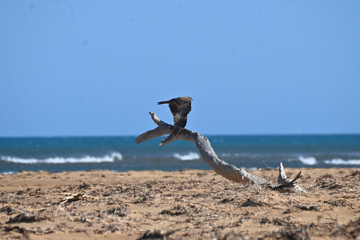 Whistling Kite - ML608598370