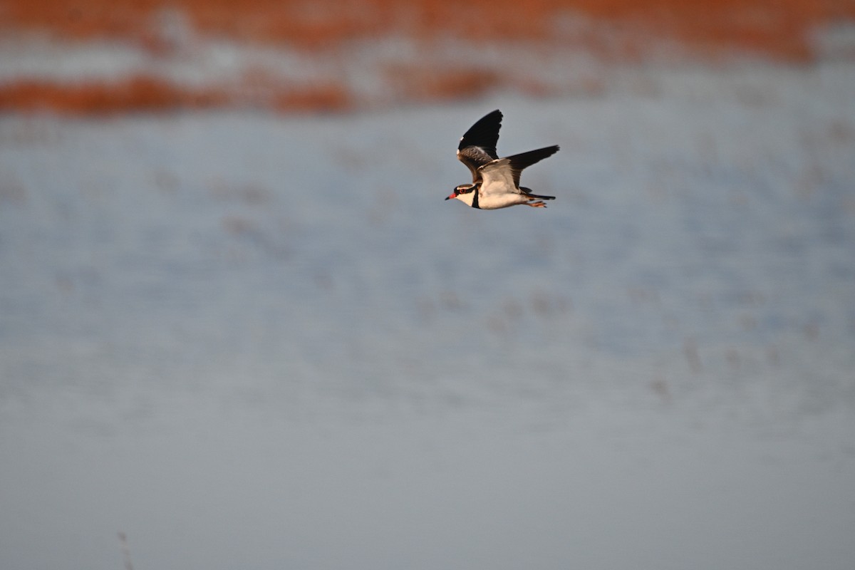 Black-fronted Dotterel - ML608598397