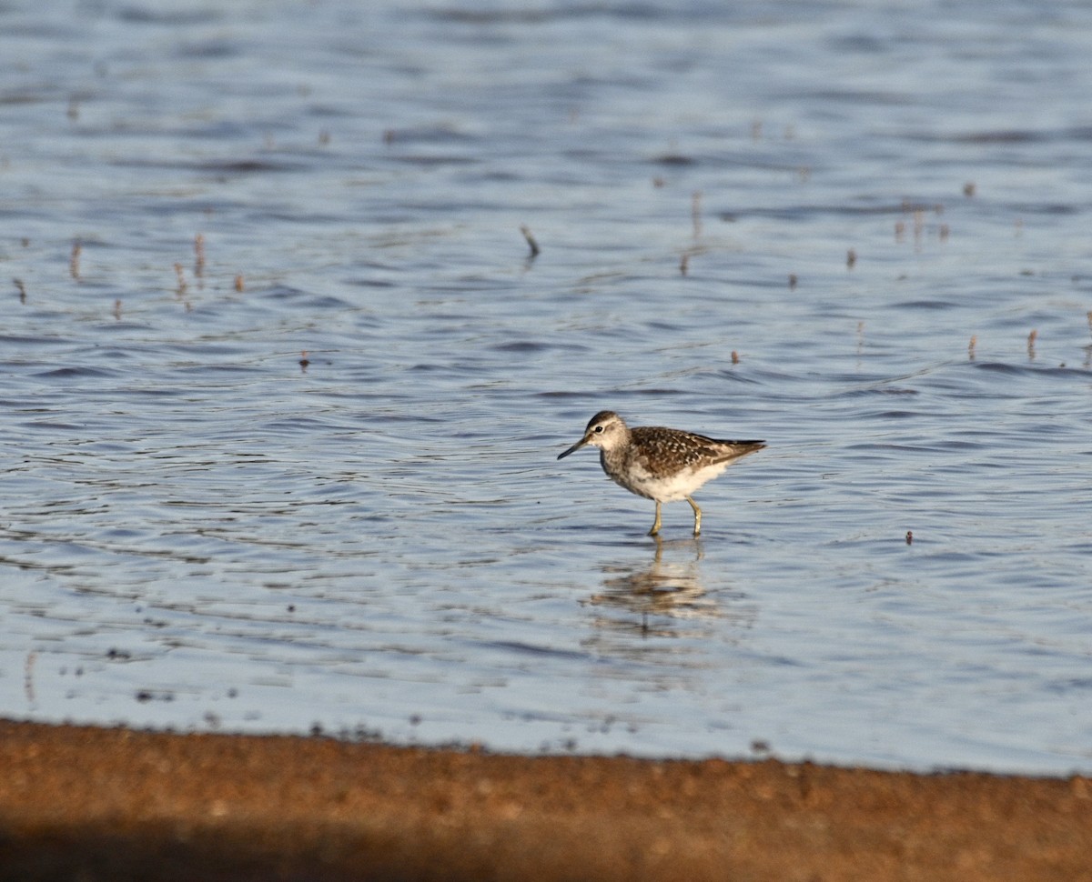 Wood Sandpiper - Loz88 Woz