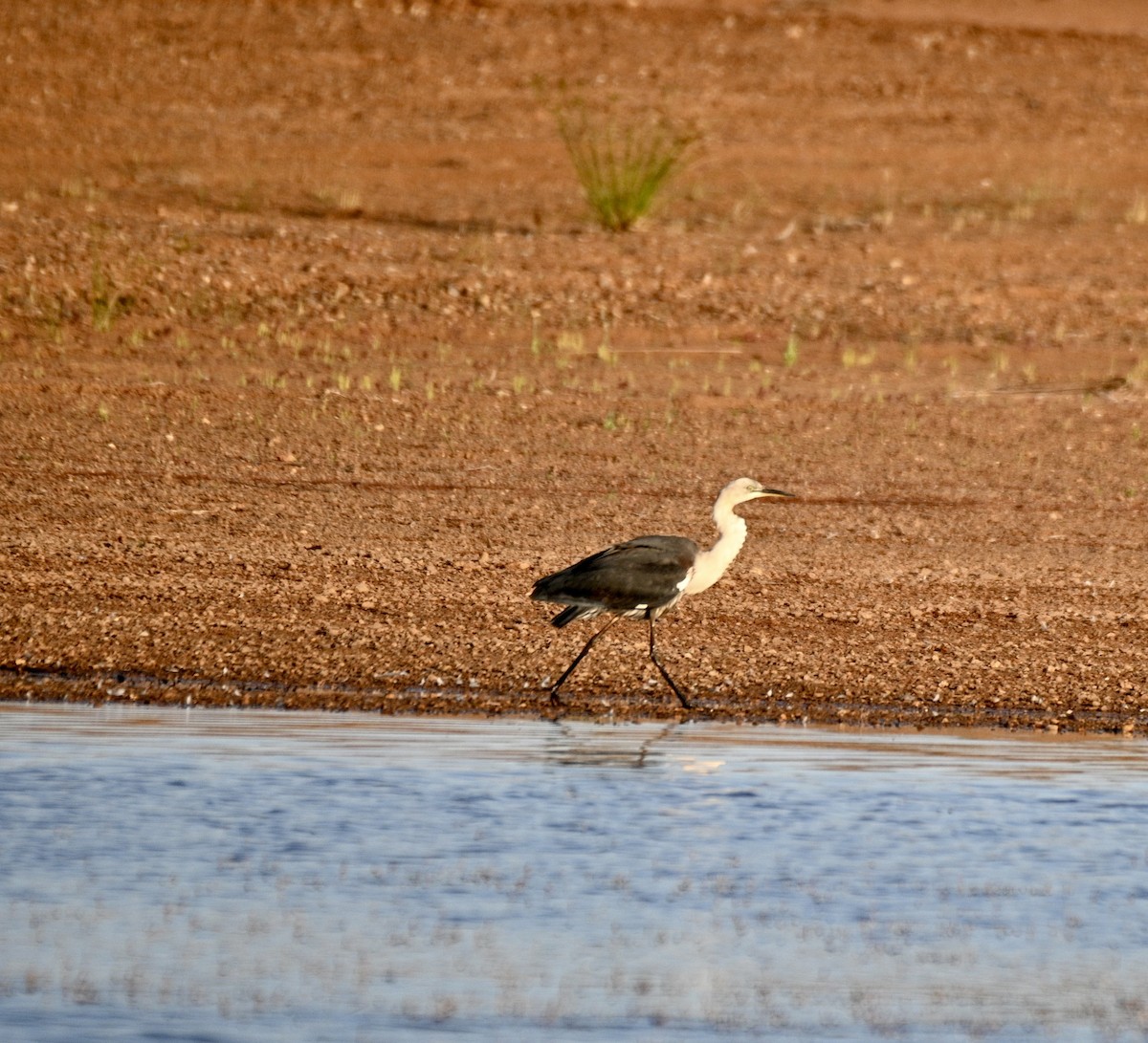 Pacific Heron - Loz88 Woz