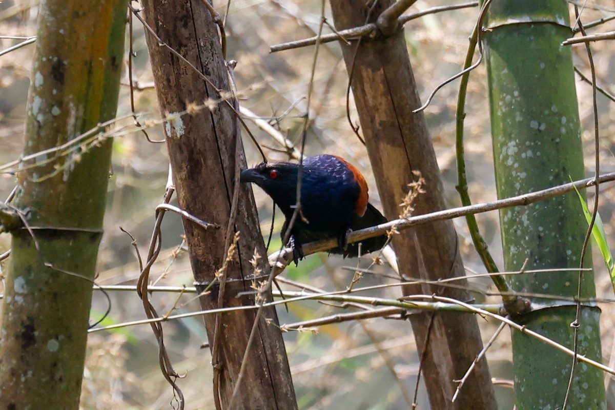 Greater Coucal - ML608598664