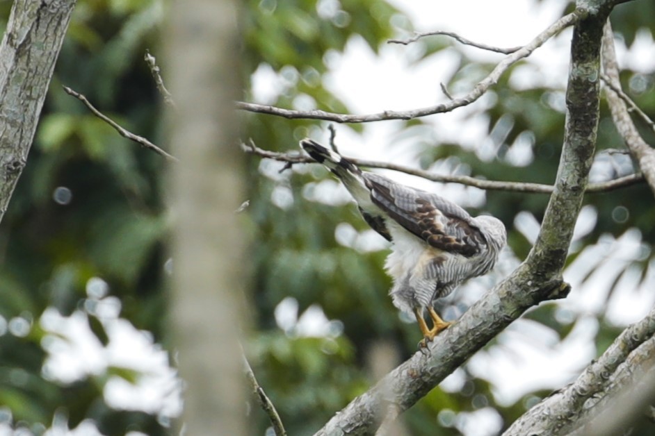 Gray-lined Hawk - JOEL STEPHENS