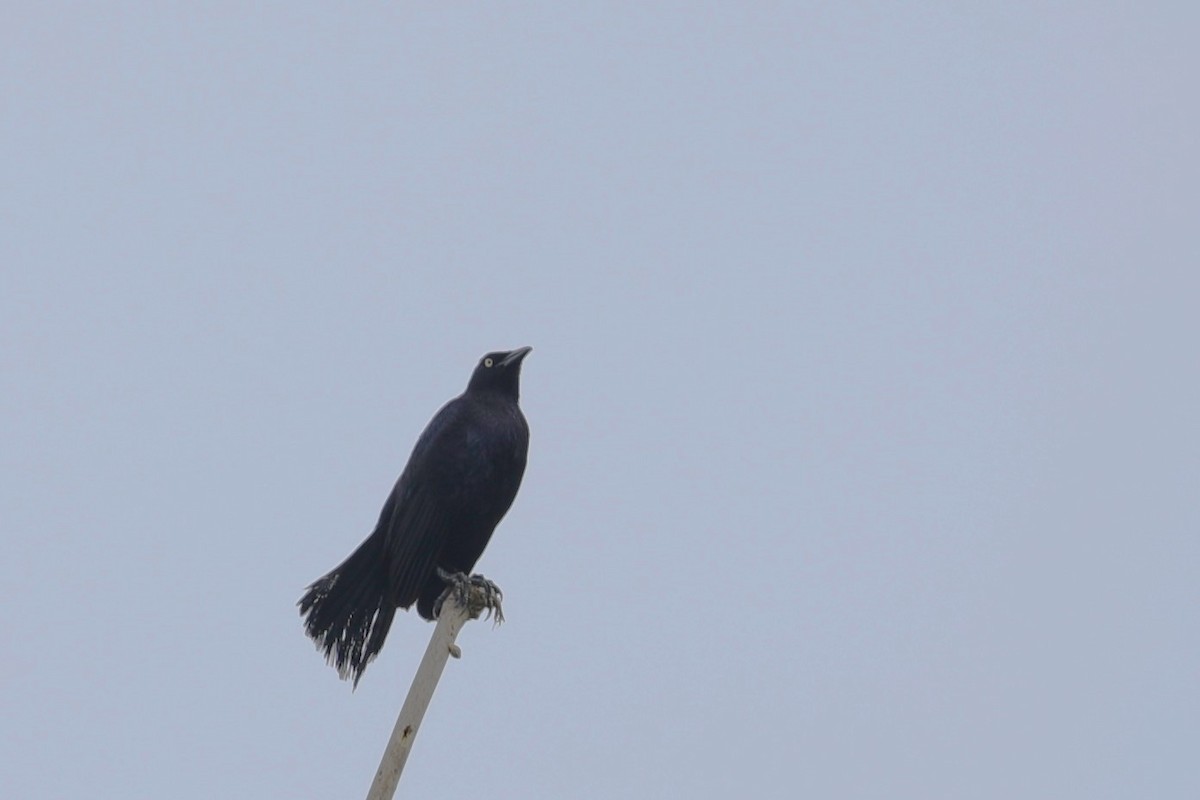 Carib Grackle - JOEL STEPHENS