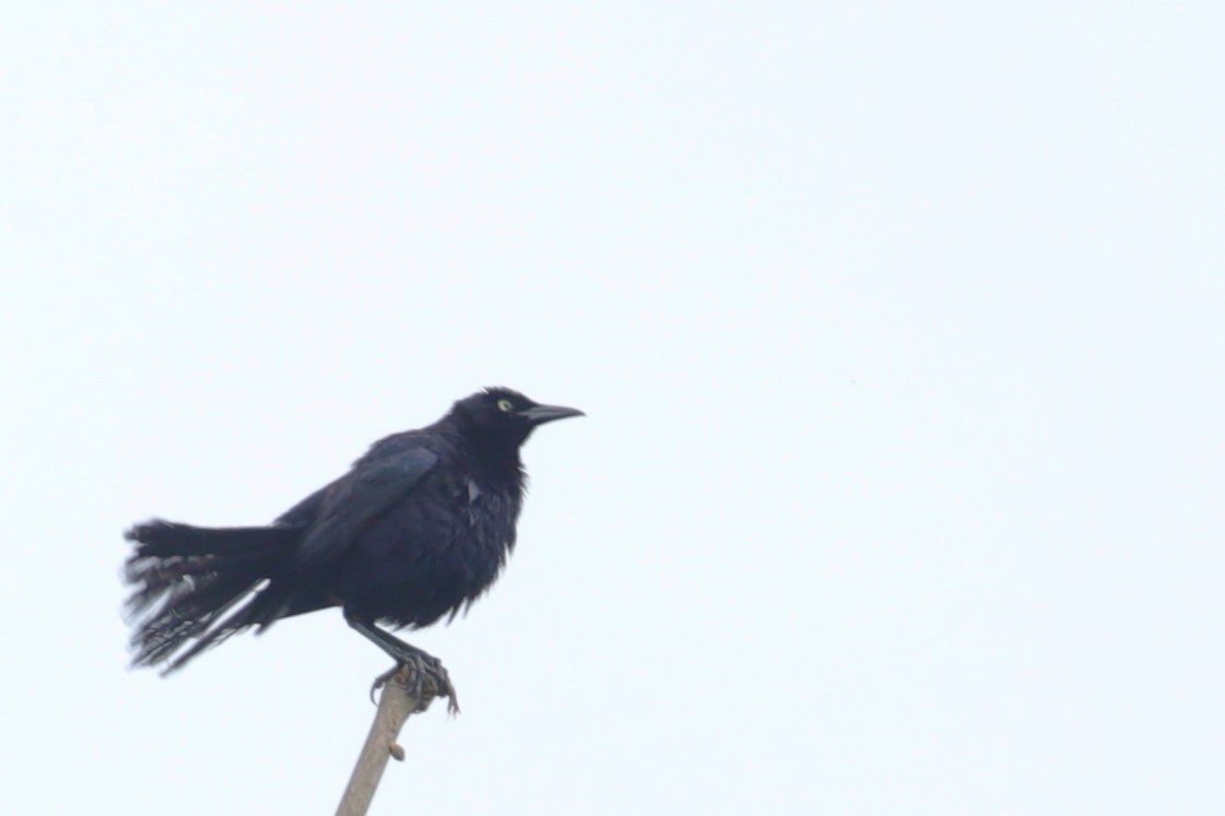 Carib Grackle - ML608598749