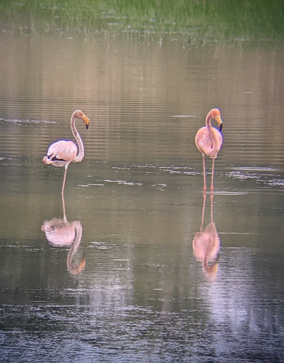 American Flamingo - ML608598799