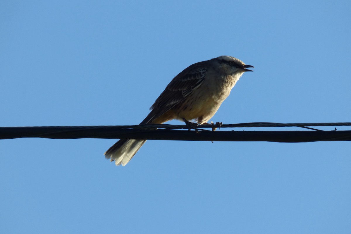 Chalk-browed Mockingbird - ML608598830