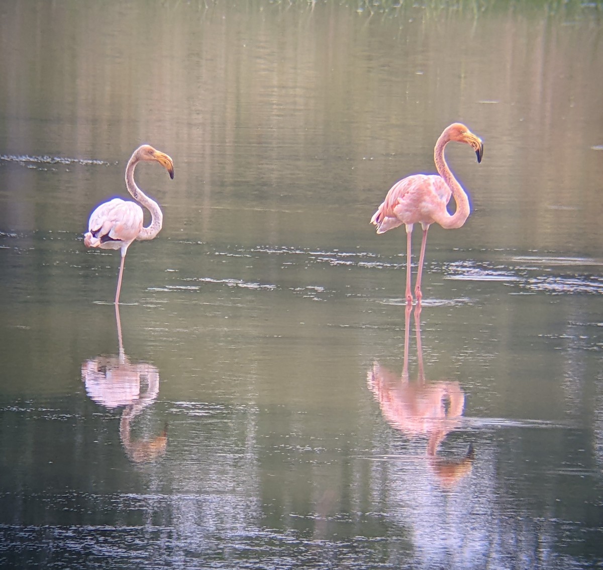 American Flamingo - ML608598843