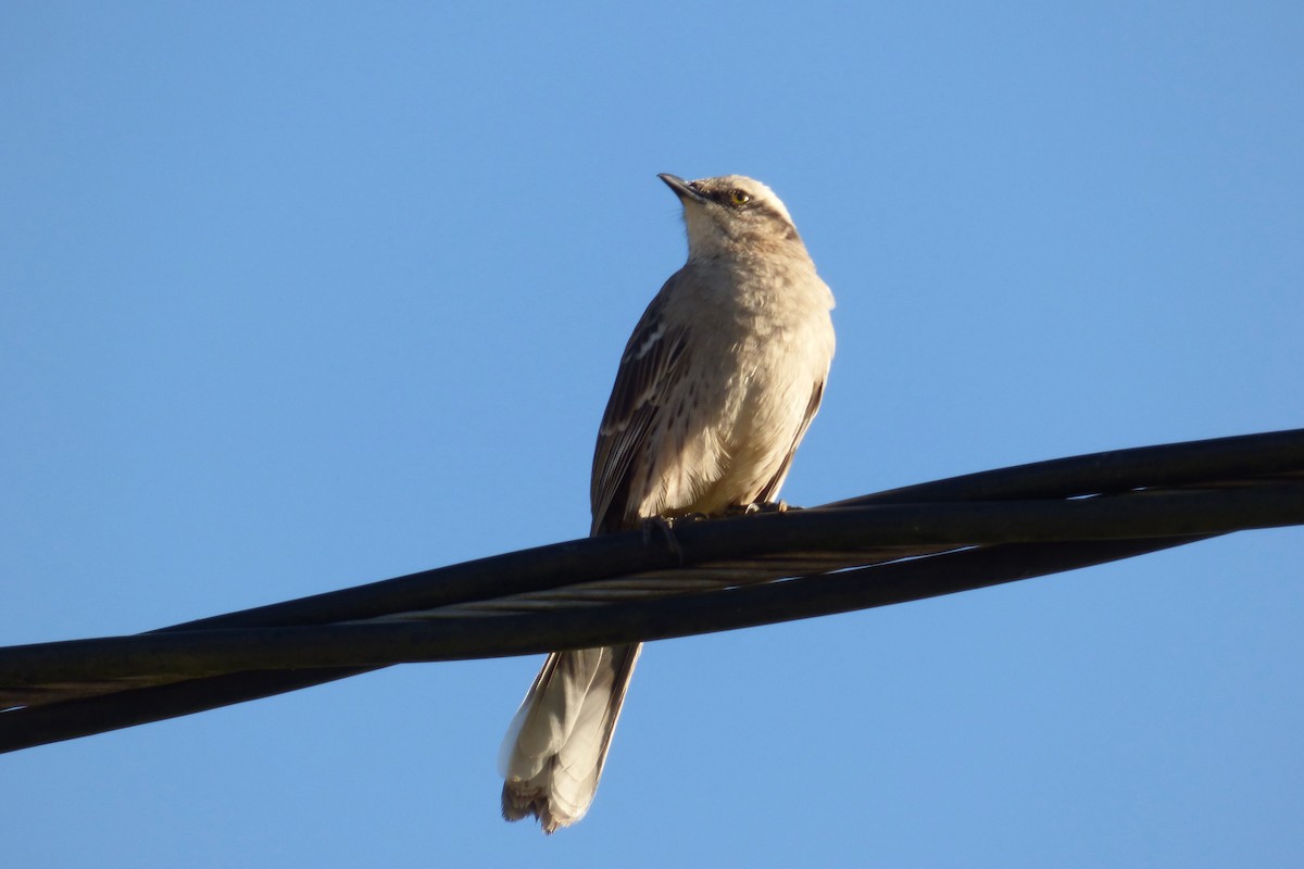 Chalk-browed Mockingbird - ML608598849