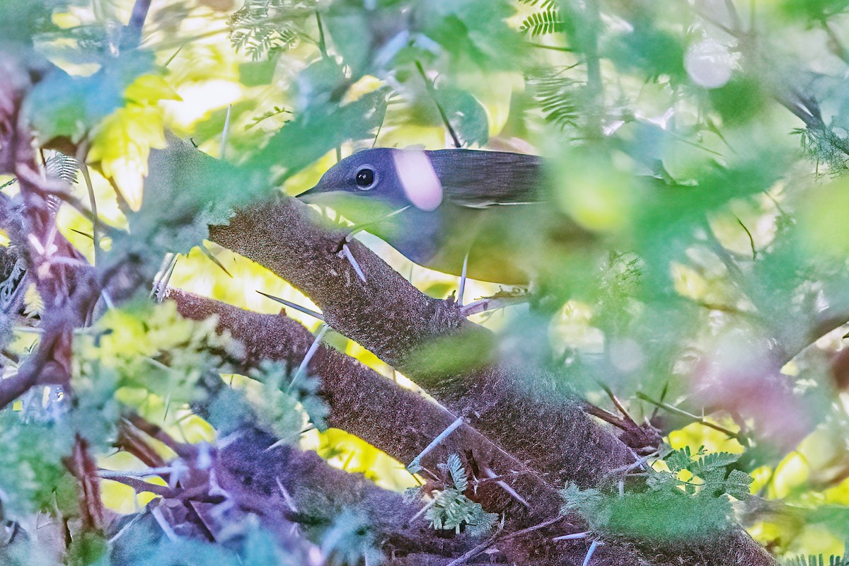 Mourning Warbler - Zeno Taylord-Hawk