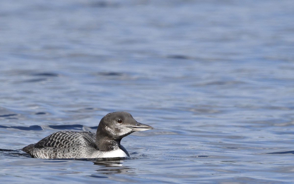 Common Loon - ML608598859