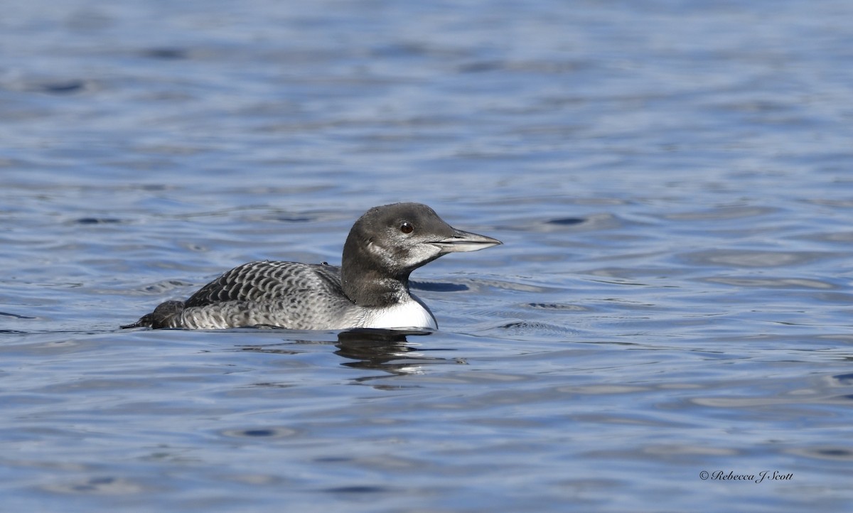 Common Loon - ML608598860