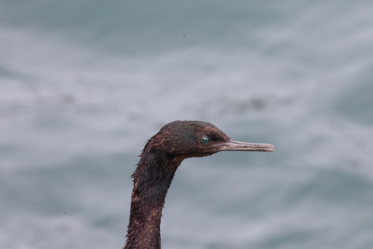 Pelagic Cormorant - ML608598861