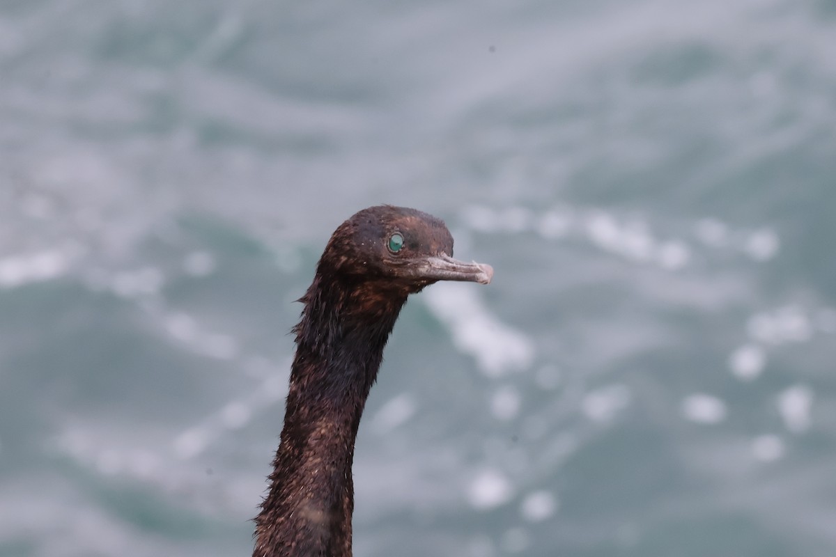 Pelagic Cormorant - Sam Darmstadt