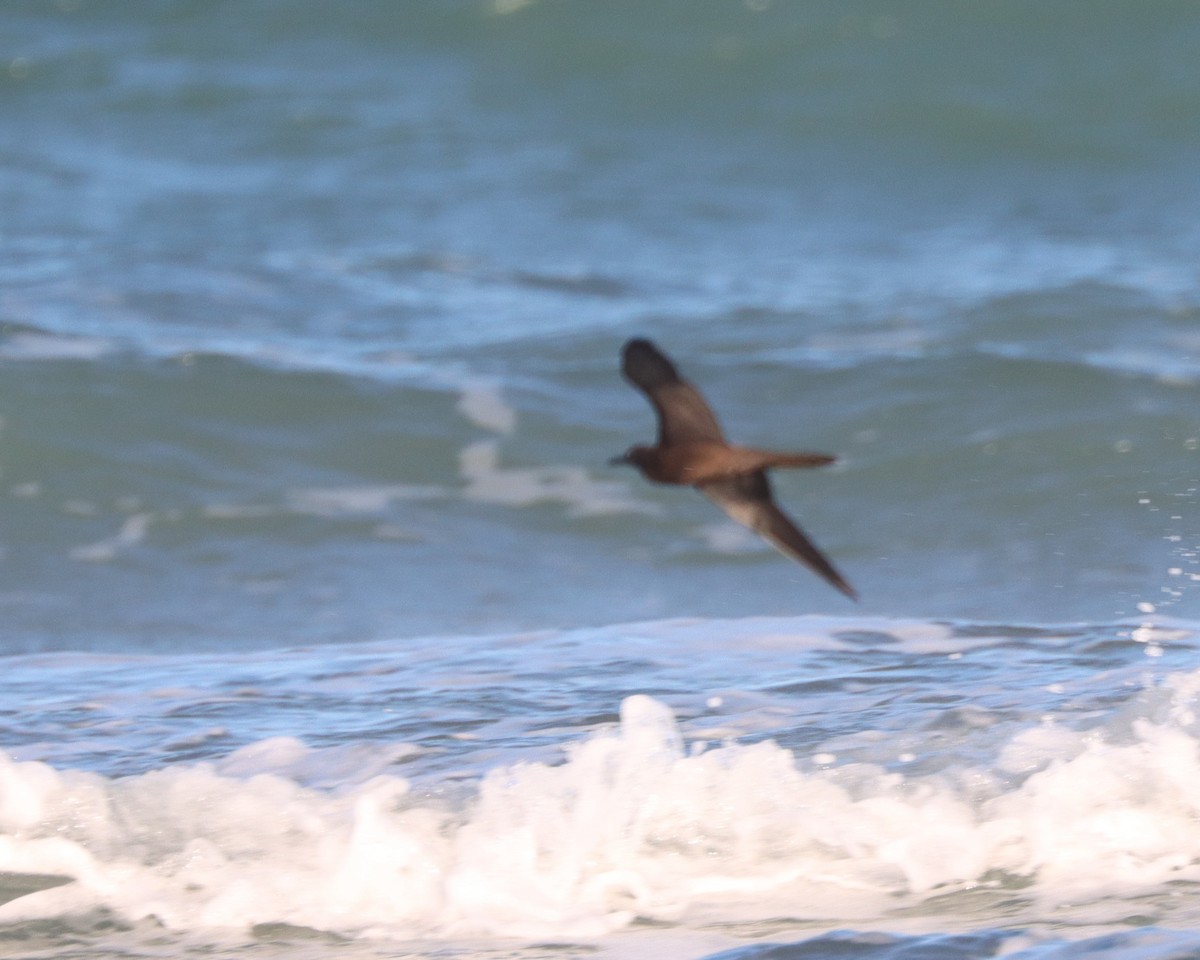 Brown Noddy - ML608598871