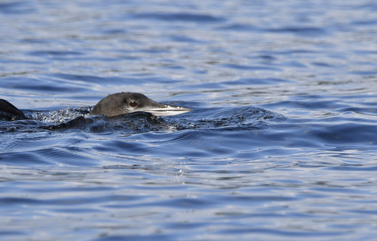 Common Loon - ML608598892